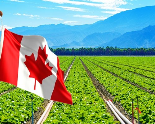 California Produce Theme. Lettuce Field in Coachella Valley, California, United States.